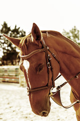 cavalière à l'entrainement © Image'in