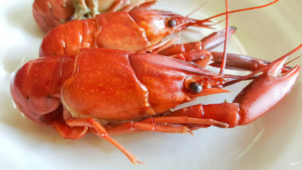 crayfish boiled on plate