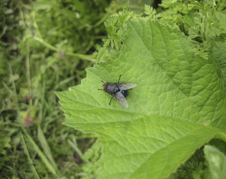 Fly on a leaf of  grass in a garden.