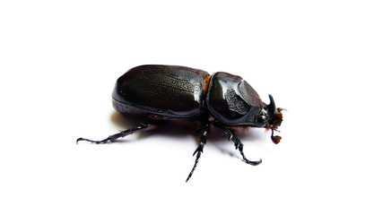 beetle isolated on white background