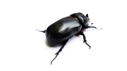 beetle isolated on white background