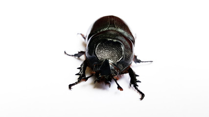 beetle isolated on white background