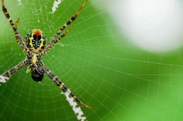 The spider is still on its own spider.The background is bokeh of green leaves.