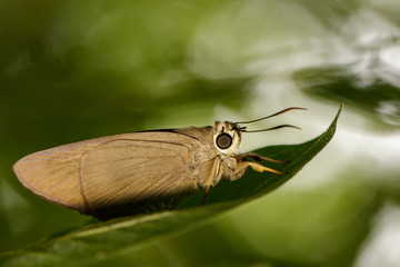 Image of The Brown Awl Butterfly (Badamia exclamationis Fabricius,1775) on green leaves. Insect Animal