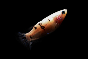 betta fish, siamese fighting fish in thailand isolated on black background