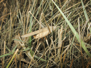 Green grasshopper in a native habitat. Wrecker of agriculture. Grasshopper Macro