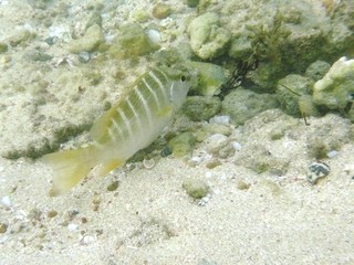 Poisson Pagre jaune juvénile des caraïbes