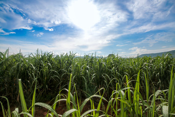 sugarcane farm