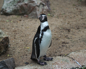 Naklejka premium humboldt penguin