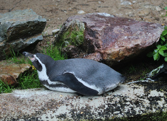 Obraz premium humboldt penguin