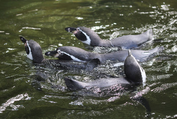 Fototapeta premium humboldt penguin