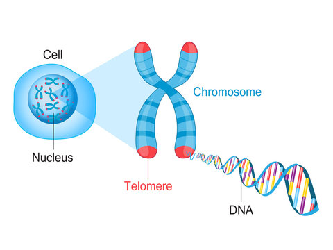 Telomere Chromosome and DNA