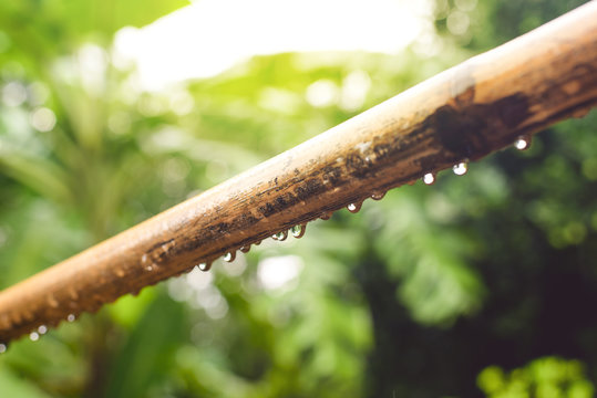 Bamboo Is Used For Drying Clothes, Rain Drops, Green Leaves From The Leaves