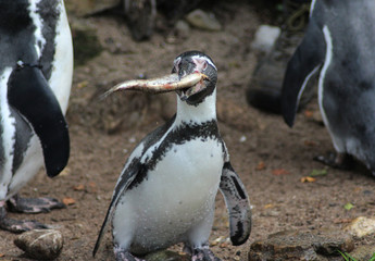 Fototapeta premium humboldt penguin