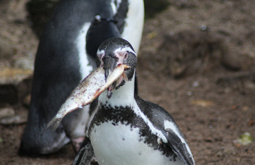 Fototapeta premium humboldt penguin