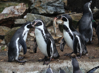 humboldt penguin