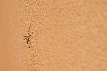 mosquito on orange wall