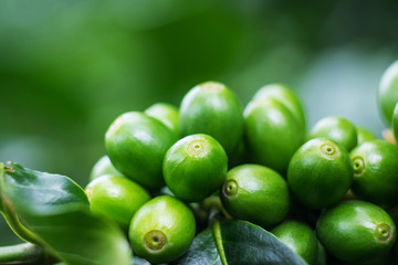 Fresh green coffee beans on tree in garden with sunlight on sunny day , soft focus