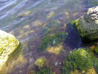 Jellyfishes in seaweed at the coast of the Black Sea in port of the city of Novorossiysk.