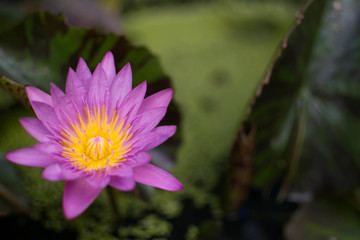 Beautiful violet lotus with yellow pollen in little pool.