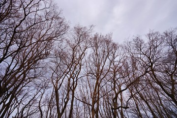 枯れ木と冬空