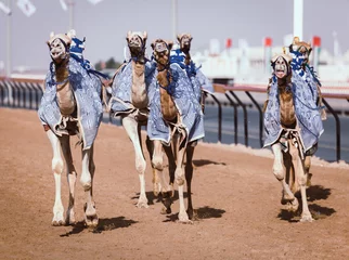 Stickers pour porte Chameau Course de chameaux à Dubaï