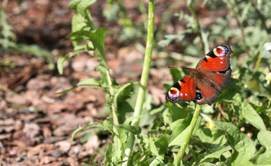 butterfly on summer garden