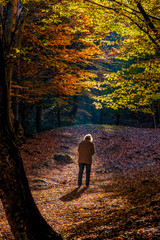 woman strolling in colorful forest in autumn