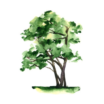 A stylized tree hand-painted with watercolor on white background