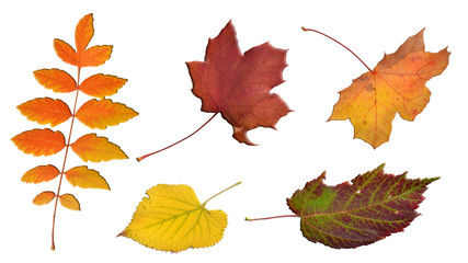 fallende Blätter im Herbst