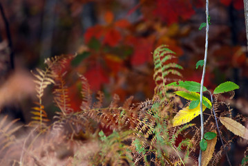 Automne en sous-bois