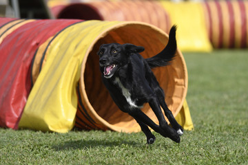 Agility dog