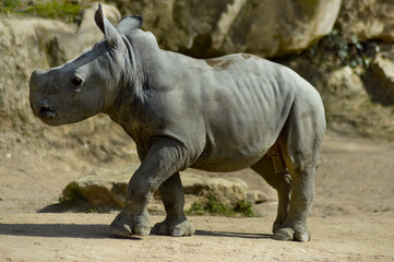 Fototapeta premium Young rhinoceros on a rock background