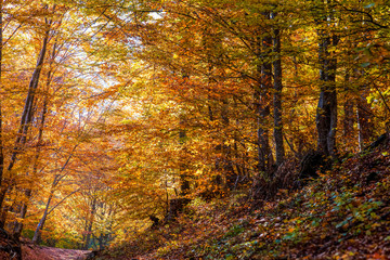 colorful forest in autumn