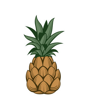 illustration of pineapple tropical fruit