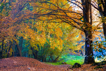 colorful forest in autumn