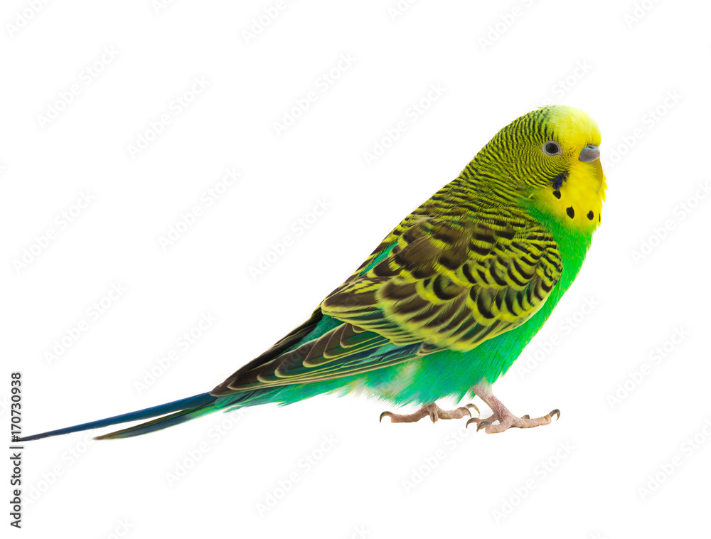 Sticker green budgie