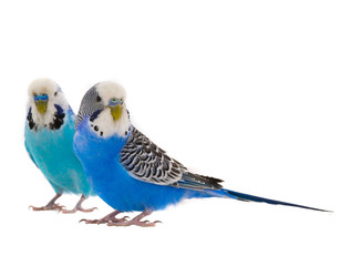 two blue  budgie