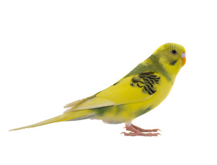 yellow budgie