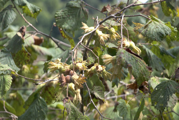 Hazelnuts on tree 