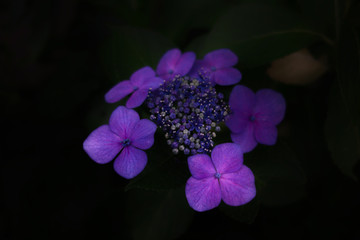 紫陽花 - 170730985