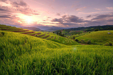 Fototapeta na wymiar Beautiful step of rice terrace paddle field in sunset and Lens Flare at Chiangmai, Thailand. Chiangmai is beautiful in nature place in Thailand, Southeast Asia. Travel concept.