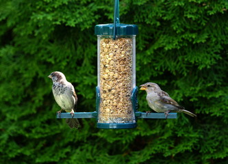 Naklejka premium Garten,Futterspender,Futtersilo