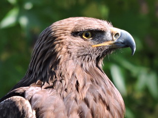 Aguila real