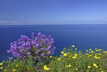 Blumen an der Nordküste von Lipari, Liparische Inseln