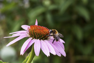 Fototapeta na wymiar bee on flower