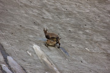 Female ibex feeding its calf on a dam. Diga del Barbellino, Bergamo, Alps, Italy