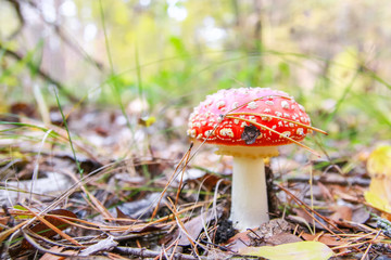 Close-up photo of amanita muscaria poisoned mushroom