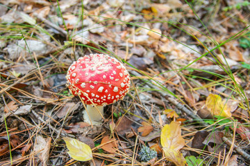 Close-up photo of amanita muscaria poisoned mushroom