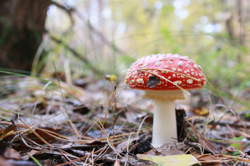 Close-up photo of amanita muscaria poisoned mushroom